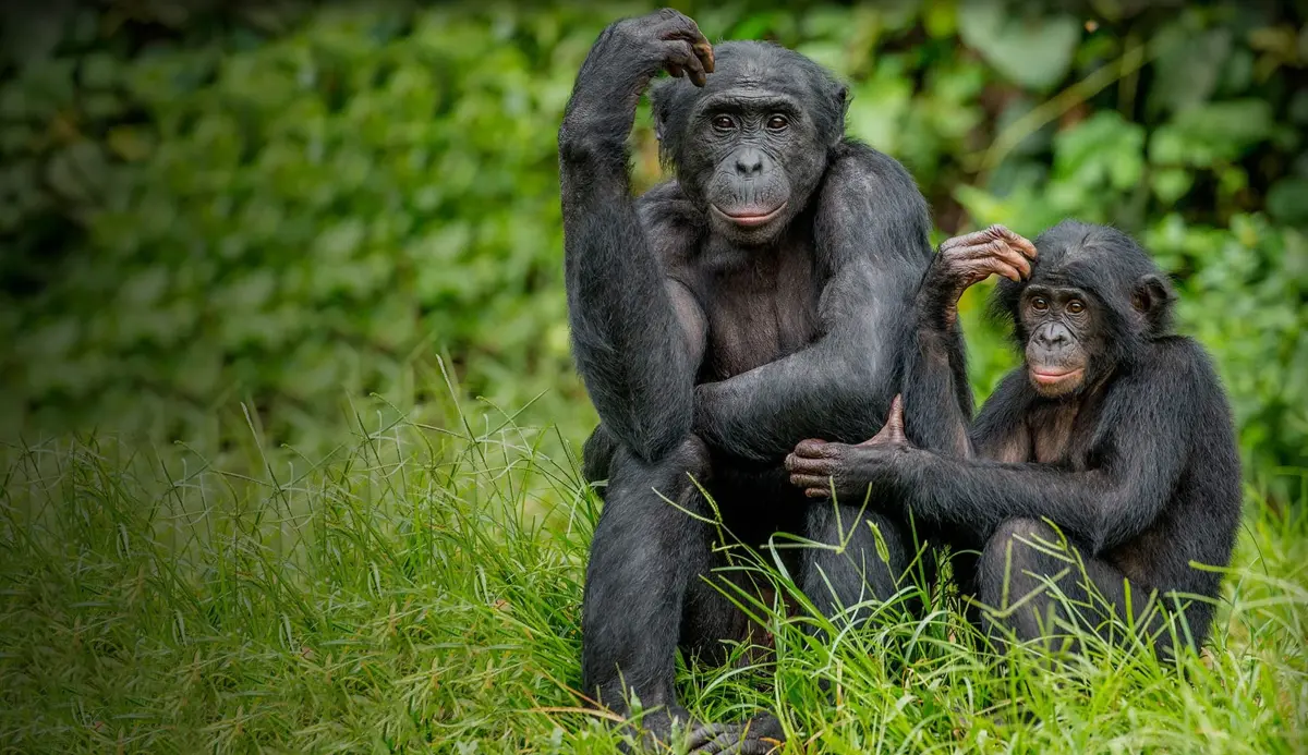 Bonobo dans la forêt de Kimwenza — Lola ya Bonobo, Mont-Ngafula, Kinshasa
